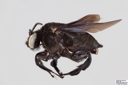 [Hopliphora male (lateral/side view) thumbnail]